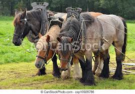 The belgian or belgian draft, french: Three Yoked Belgian Draft Horses Standing On The Meadow Canstock