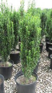 Try these columnar selections this hardy shrub is tolerant of sun and shade, as well as cold winter temperatures. Holly Sky Pencil Green Valley Farms Privacy Fence Landscaping Fence Landscaping Landscaping Along Fence