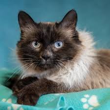 ‪Adoptable Cats - MEOW Foundation‬‏