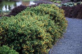 Image result for Berberis