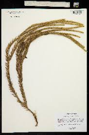 Image result for Huperzia gnidioides