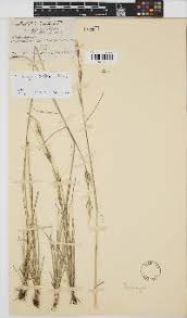 Image result for Trichopteryx marungensis