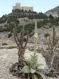 Image result for Selago albomarginata