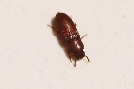 Tenebrionidae Dans Un Paquet De Farine Le Monde Des Insectes