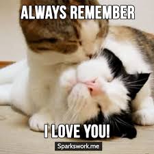 Yes Meow I Love You Too Funny Memes Love Memes Funny Kittens Funny