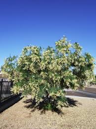 Image result for Acacia mearnsii
