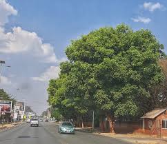 Image result for Khaya anthotheca