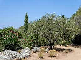 Olea Europaea Der Olivenbaum Konig Des Mittelmeers