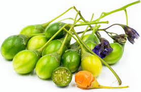 Image result for Amblygonocarpus