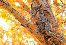 Great Horned Owl In Littleton Coloradohttps I Redd It 3e8uwq7zwkr11 Jpg Great Horned Owl Owl Horned Owl