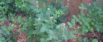 Check spelling or type a new query. Bourbon Rose Rosa Louise Odier