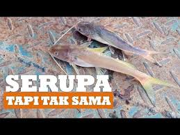 Maybe you would like to learn more about one of these? Cerita Dari Borneo 5 Perbedaaan Ikan Baung Dan Ikan Ote Youtube