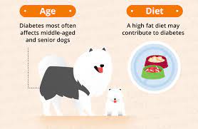 Dog Diabetes How To Care For A Diabetic Dog Canna Pet