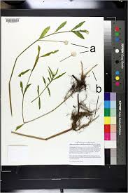 Rare Production of Seeds by Invasive