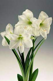 Pin By Marthika Cuenca Armijos On Zambaket Amaryllis Bulbs Amaryllis Plant Amaryllis Christmas