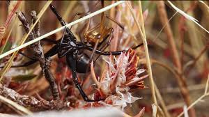 These spiders can be found worldwide with five species established in the united states and are most recognized for the red hourglass. Why The Male Black Widow Spider Is A Real Home Wrecker Kqed