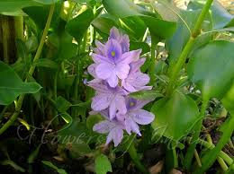 Image result for Pontederia crassipes