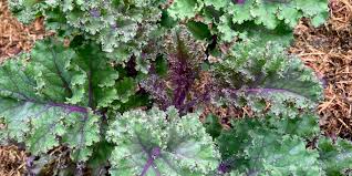 Image result for Krauseola