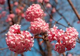Maybe you would like to learn more about one of these? First Day Of Spring Photos Of Tokyo D C Athens Flowers Blooming
