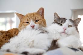 ‪Male vs. female cats: Assessing the pros and cons | Best Friends Animal  Society‬‏