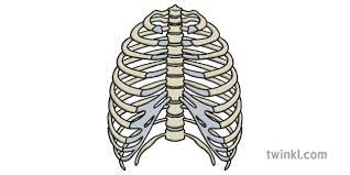 Check out our rib cage selection for the very best in unique or custom, handmade pieces from our shops. Rib Cage Illustration Twinkl