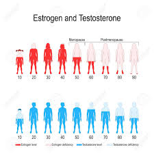 Estrogen And Testosterone Hormone Levels Chart Vector Diagram