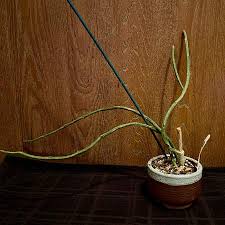 Image result for Cynanchum gerrardii