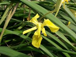 Image result for Moraea niassensis