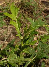 Image result for Solanum macrocarpon