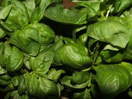 Ground basil is entirely different than bay leaf. Genovese Basil Wikipedia