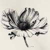 Following are some of my pen and ink flower drawings and are completely hand drawn. 1