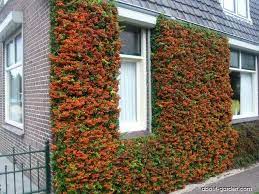 Plants Front Gardens Hanging Plants Diy