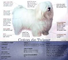 Black And White Coton De Tulear Puppies For Sale Happy Hearts Coton De Tulear Coton De Tulear Dogs Coton De Tulear Coton De Tulear Puppy