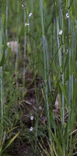 Image result for Misopates