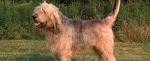 Otterhound Rescue