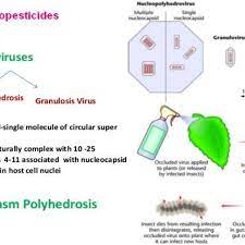 They can provide safe, effective and sustainable control of a variety of insect pests, although they are most effective as part of a diverse integrated pest management program. Viral Biopesticides And Their Pest Control Mechanism Source Download Scientific Diagram