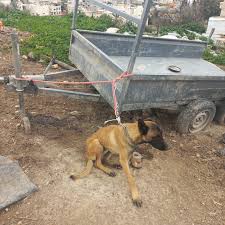 مفتشو وزارة الزراعة، برفقة شرطة إسرائيل، أنقذوا 4 كلاب معرّضة للخطر من  مجمّع غير قانونيّ لتربية الحيوانات في مدينة طمرة | وزارة الزراعة وتطوير  القرية