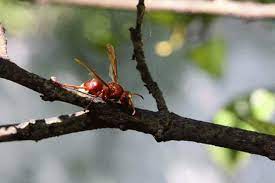 دبور احمر اجد عبرين الكورة