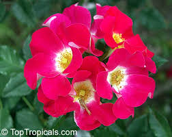 Image result for Rosa sp.