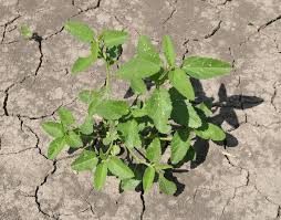 Image result for Sida spinosa