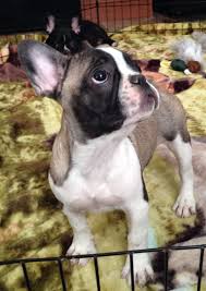 Find french bulldog puppies and breeders in your area and helpful french bulldog information. Blue Fawn Pied French Bulldog Pied French Bulldog Dog Love French Bulldog