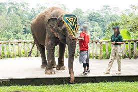 Elephants | World Animal Protection UK