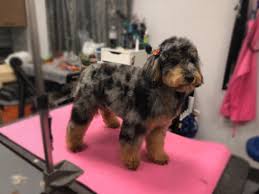 This haircut is also known as the goldendoodle puppy cut. Gallery Wags To Riches Dog Grooming