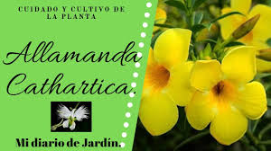 Sus depredadores principales son el zorro chilla y el concón. La Allamanda Cathartica O Mantequilla Jazmin De Cuba Cuidados Y Cultivo Mi Diario De Jardin Youtube