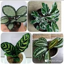 Namun sebagian besar dikenal karena tampilan daunnya yang menakjubkan dan jarang mekar di dalam ruangan. Paket 4 Jenis Tanaman Hias Calathea Shopee Indonesia