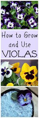 How To Grow And Use Violas Sweet Viola Bath Soak Recipe Recipe Edible Garden Flower Garden Edible Flowers