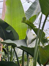 Image result for Strelitzia nicolai