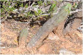 Cactus spines grow from specialized regions, called areoles or spine cushions. New Taxa In Euphorbia Euphorbiaceae In Southern Africa