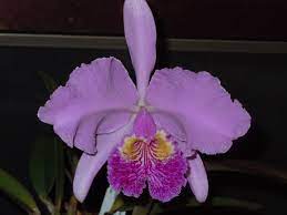 Cattleya Orchid Flower Learn How To Grow Http Www Growplants Org Growing Cattleya Cattleya Orchid Orchid Plants Cattleya