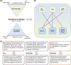 The Importance Of Phenotypic Plasticity And Local Adaptation In Driving Intraspecific Variability In Thermal Niches Of Marine Macrophytes King 2018 Ecography Wiley Online Library